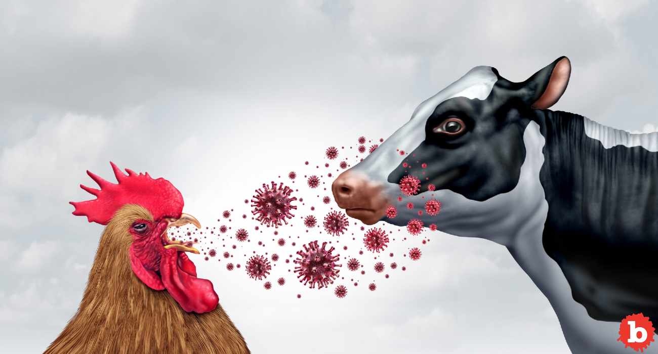Should We Get Ready For a H5N1 Bird Flu Pandemic Soon?