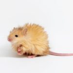 The Woolly Mouse Is A Major Step In Bringing Back the Woolly Mammoth