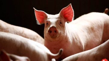 Because Tariffs, China Cancelled 12,000-Metric-Ton Pork Order From U.S.