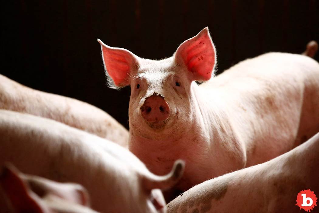Because Tariffs, China Cancelled 12,000-Metric-Ton Pork Order From U.S.
