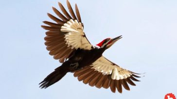 Horny, “Woody” Woodpecker A Menace In Massachusetts
