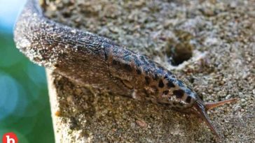 How to Protect Your Spring Garden From Slugs