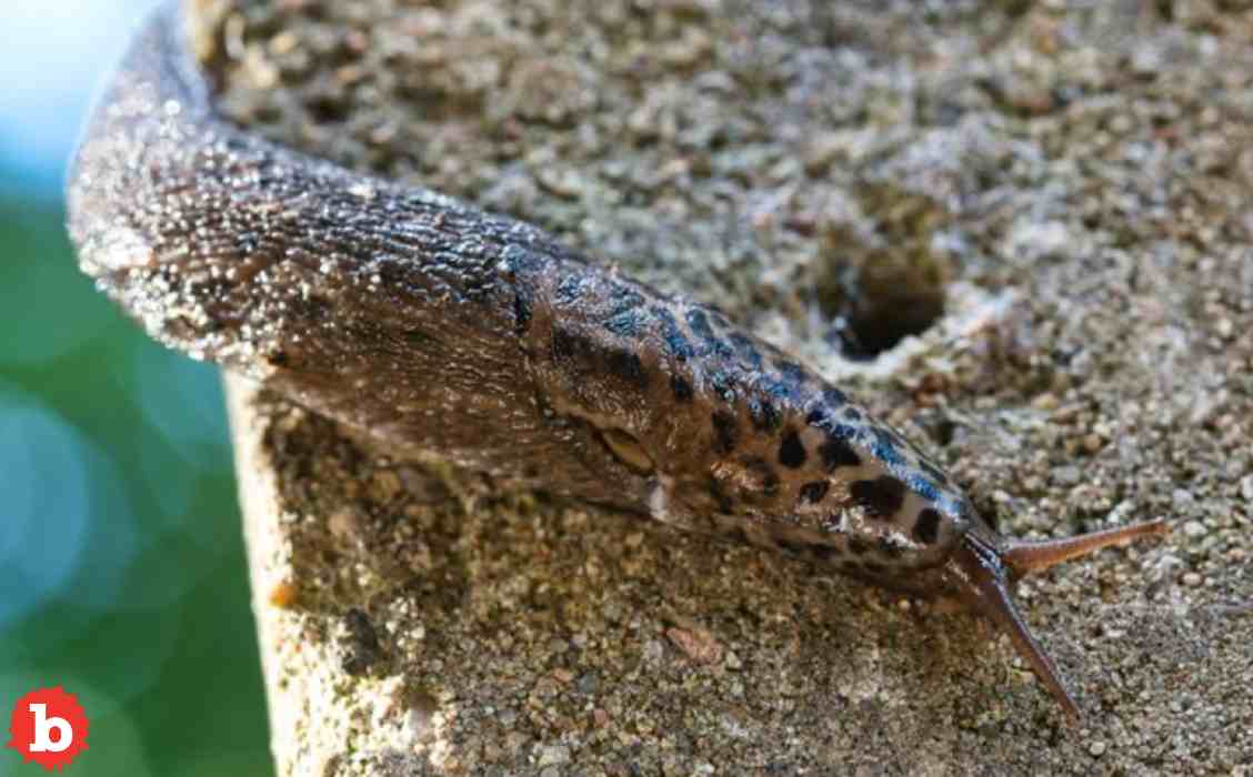 How to Protect Your Spring Garden From Slugs