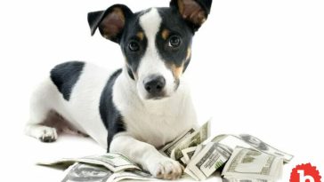 What’s the Economic Value In Owning A Pet? Here's the Answer