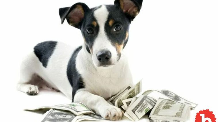 What’s the Economic Value In Owning A Pet? Here's the Answer