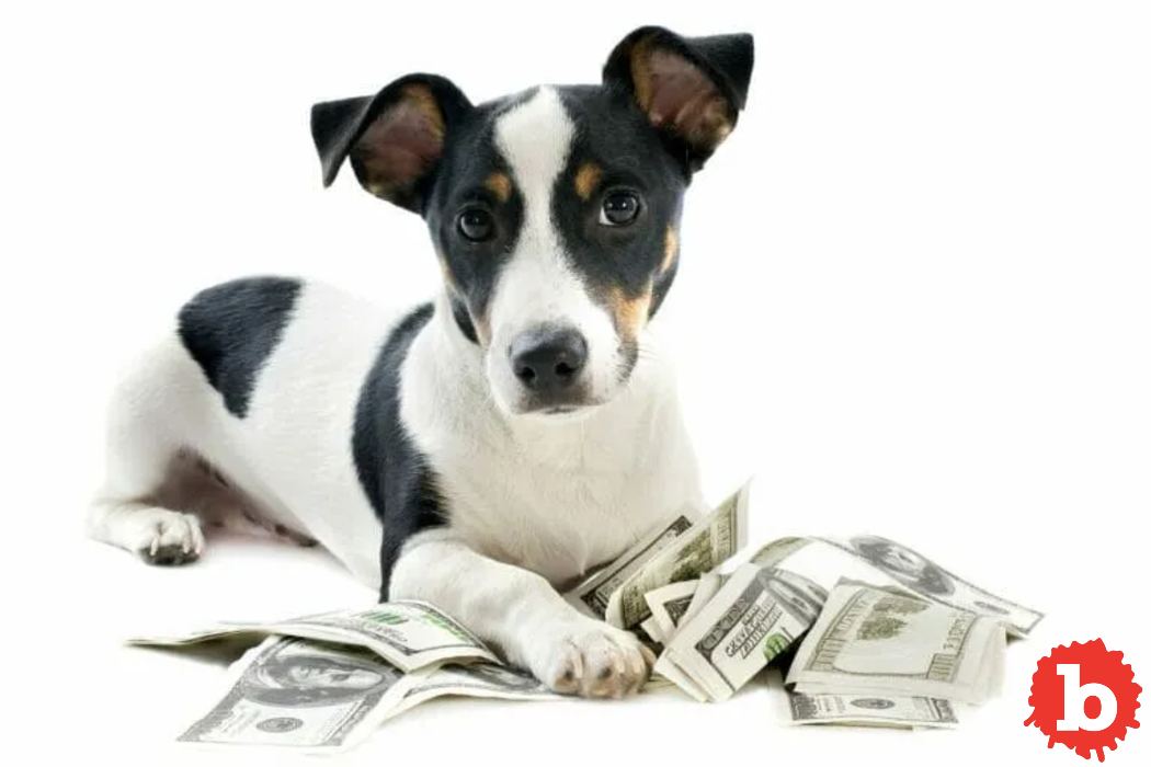 What’s the Economic Value In Owning A Pet? Here's the Answer